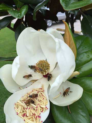 Beaumont Botanical Gardens 